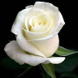 Meet your Posher, Graceful